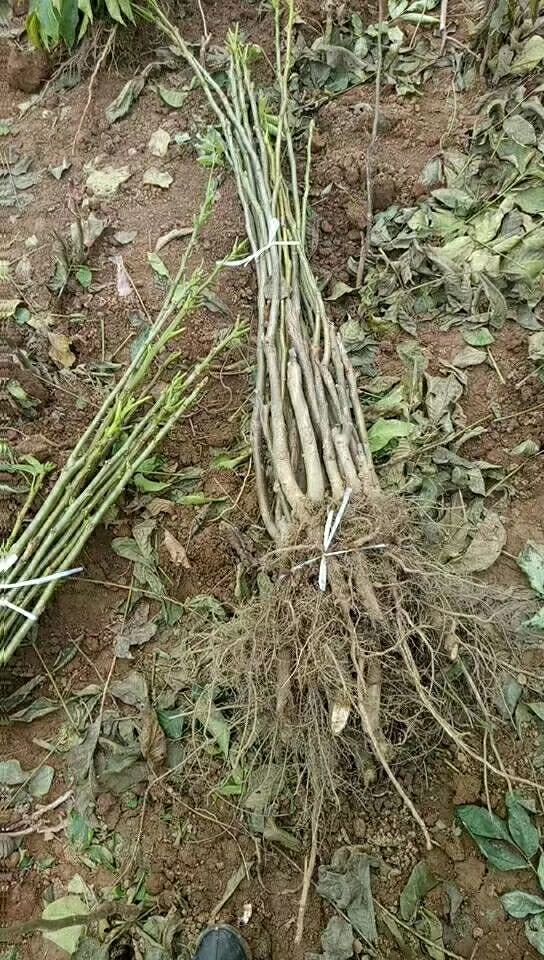 陕西核桃苗 香玲 辽核 清香 中林 鲁光 紫仁红皮核桃树苗