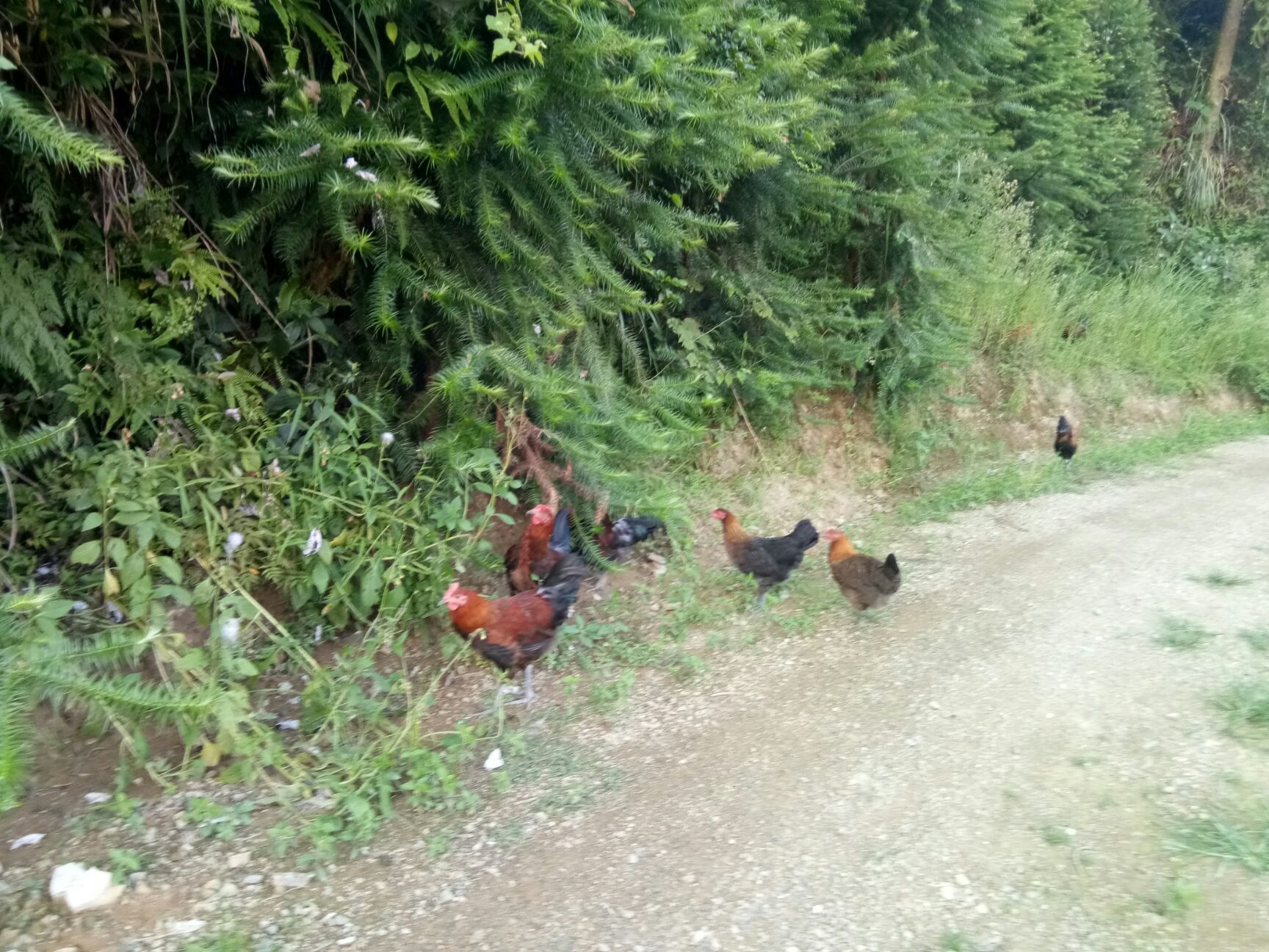 土鸡 统货 3-4斤