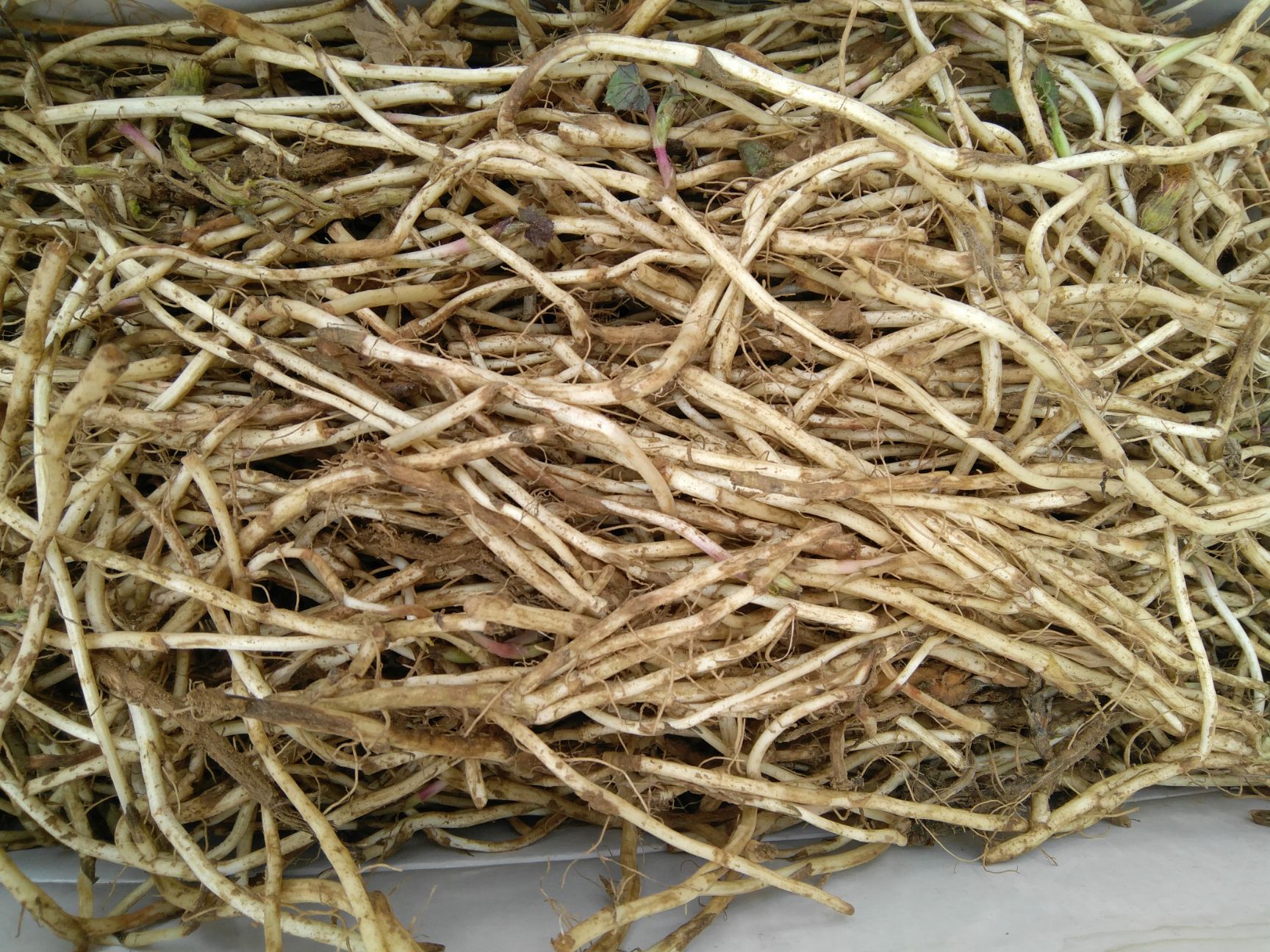 款冬花种苗种根价格，优质一级良种