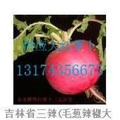 大红萝卜 1~1.5斤 