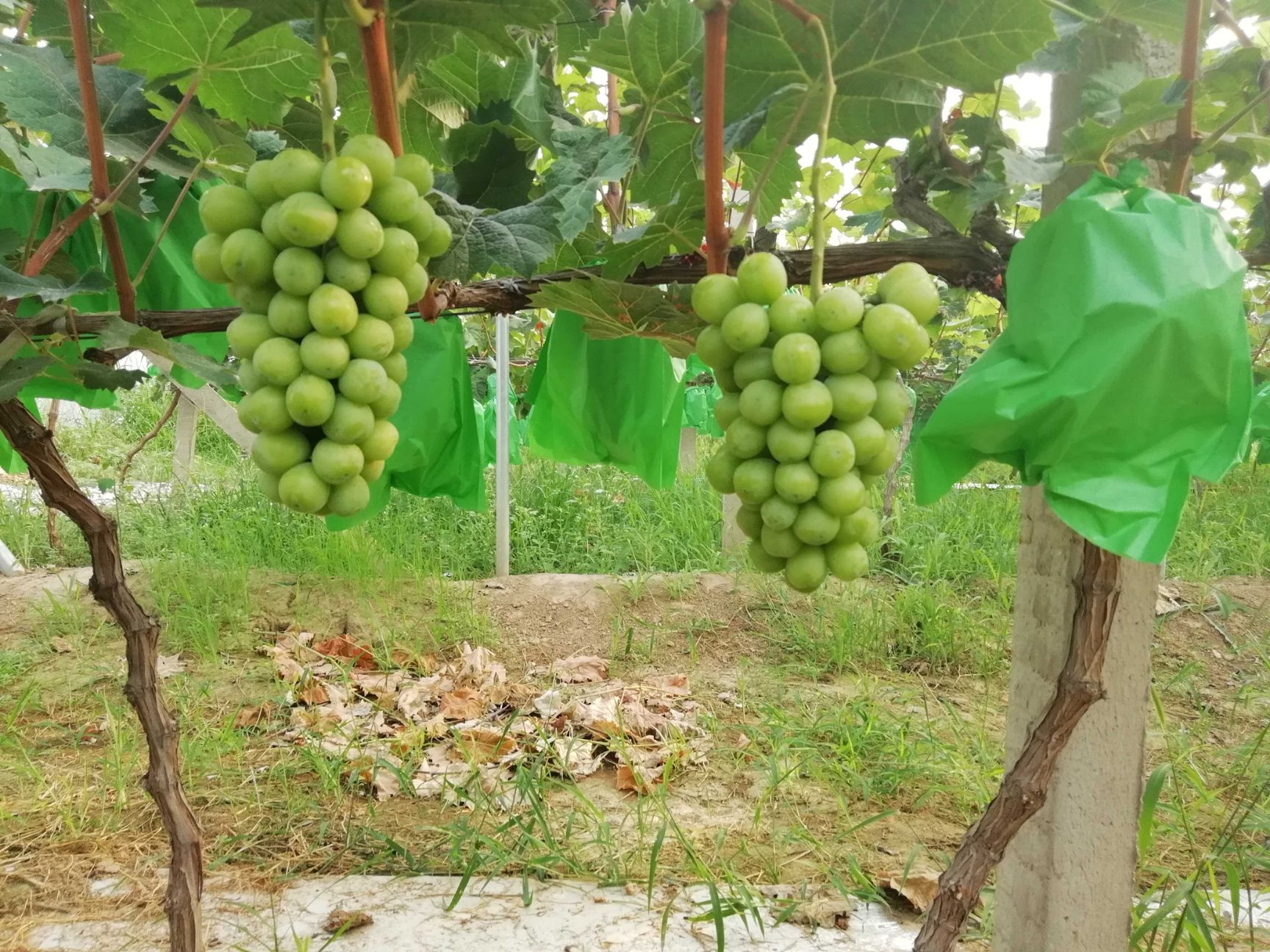 冷库阳光玫瑰葡萄批发，陕西阳光玫瑰葡萄产地价格