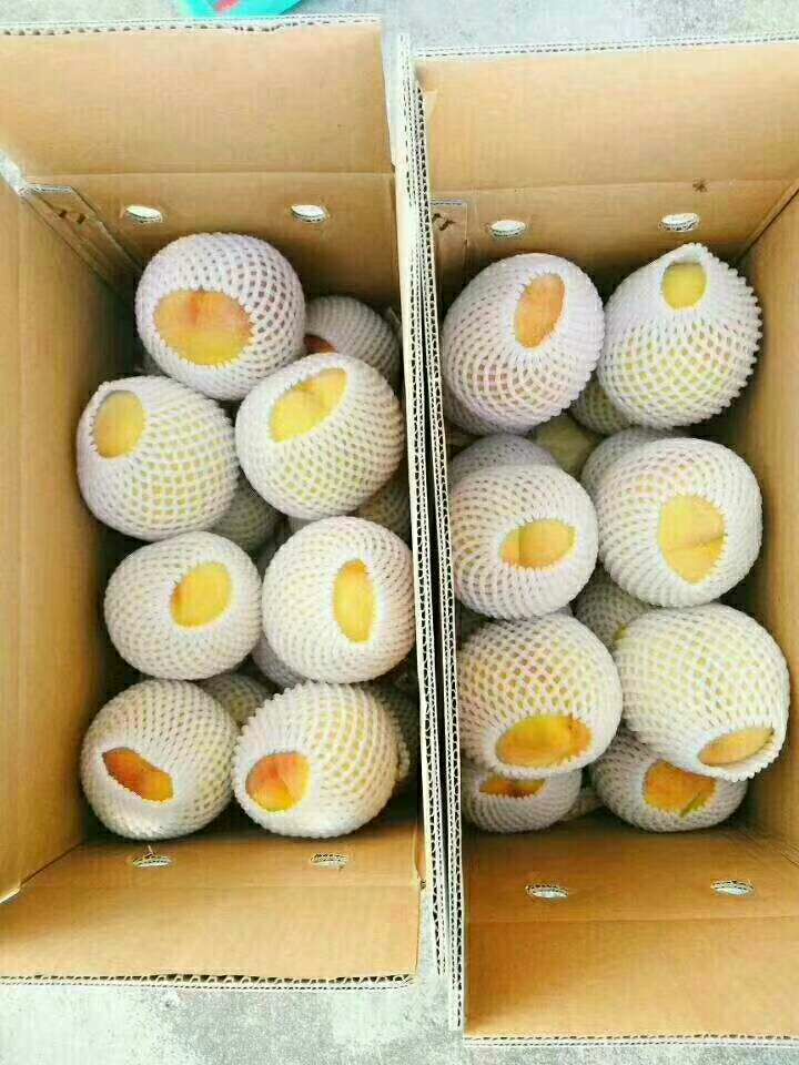 锦绣黄桃  一箱也发货