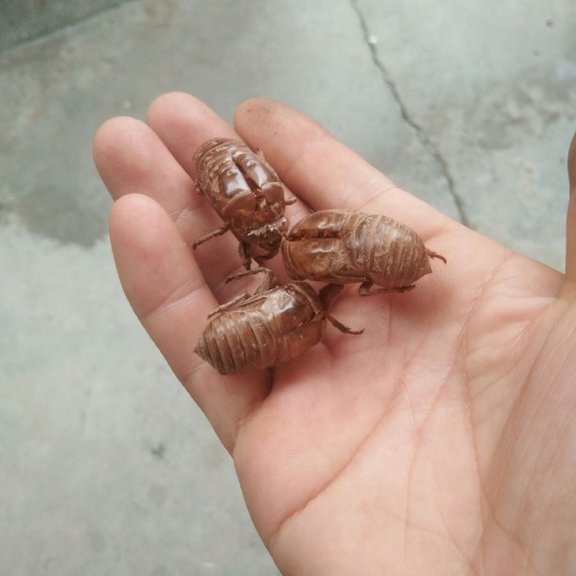 洛阳蝉蜕
