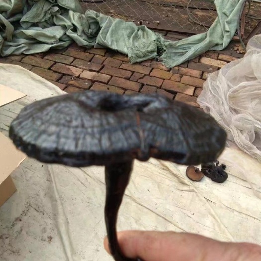 黑芝，黑芝切片人工灵芝产地直供量大从优