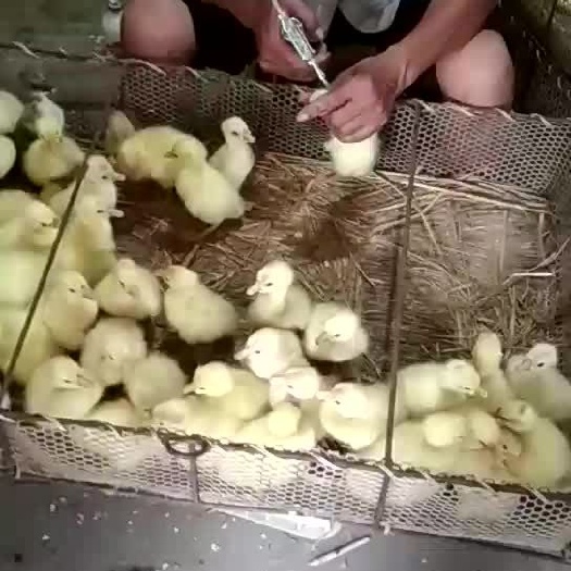 南阳 大品种鹅苗孵化，鹅苗批发