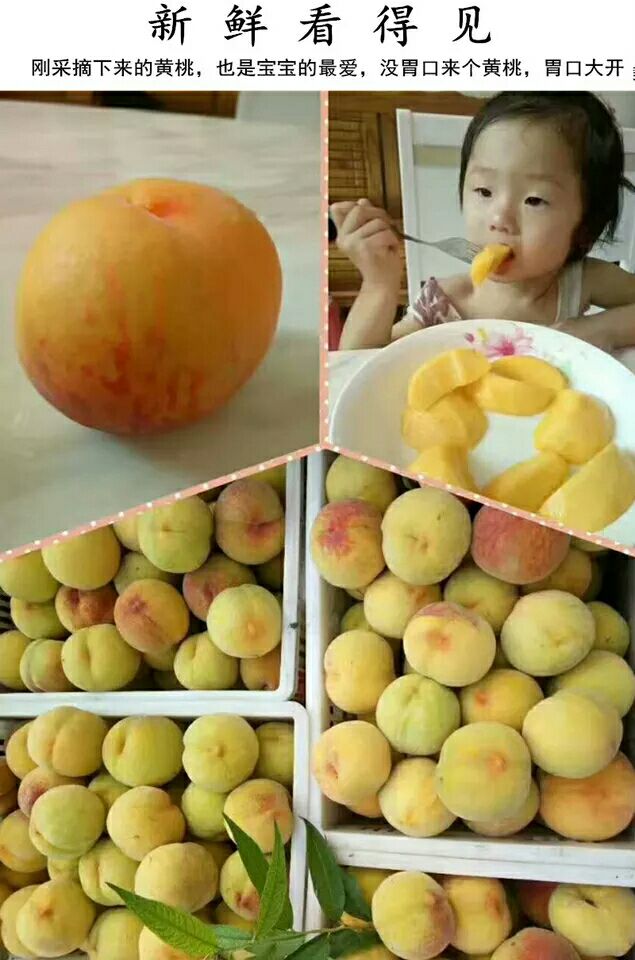 锦绣黄桃  一箱也发货