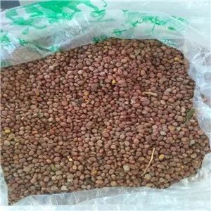 滕州市 绿萝卜种子