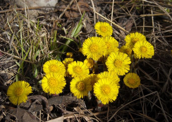 款冬花种根种苗哪里有卖？河南种植基地直销价格