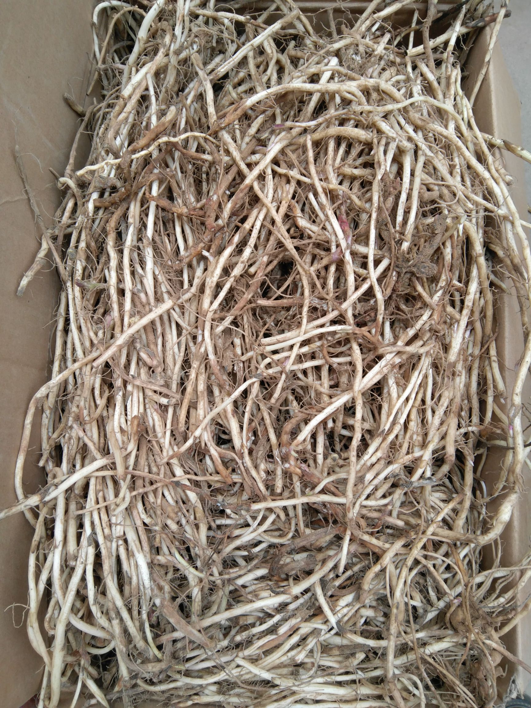 款冬花种根种苗哪里有卖？河南种植基地直销价格