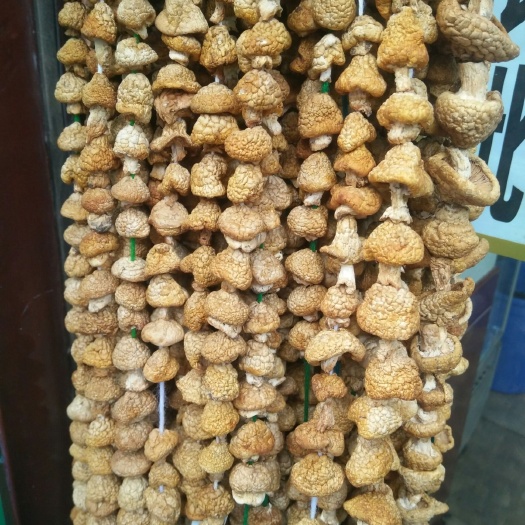 黃金菇 
