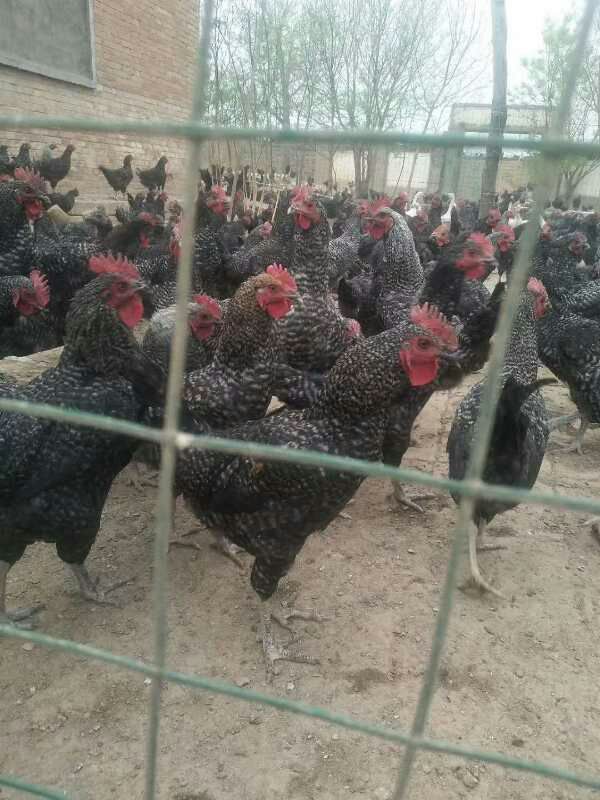 芦花鸡苗  汶上纯种芦花鸡 芦花鸡