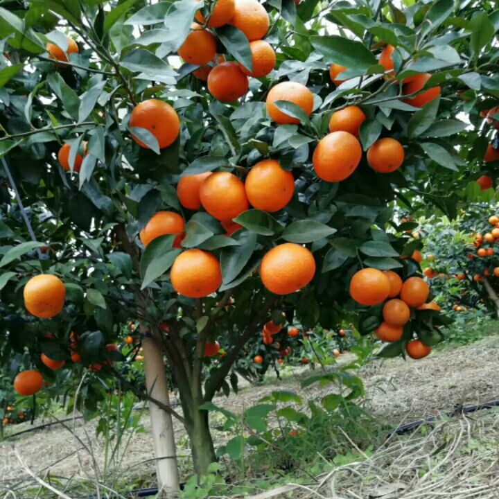 沃柑苗  两年苗 裸根保湿发货 包邮 无籽