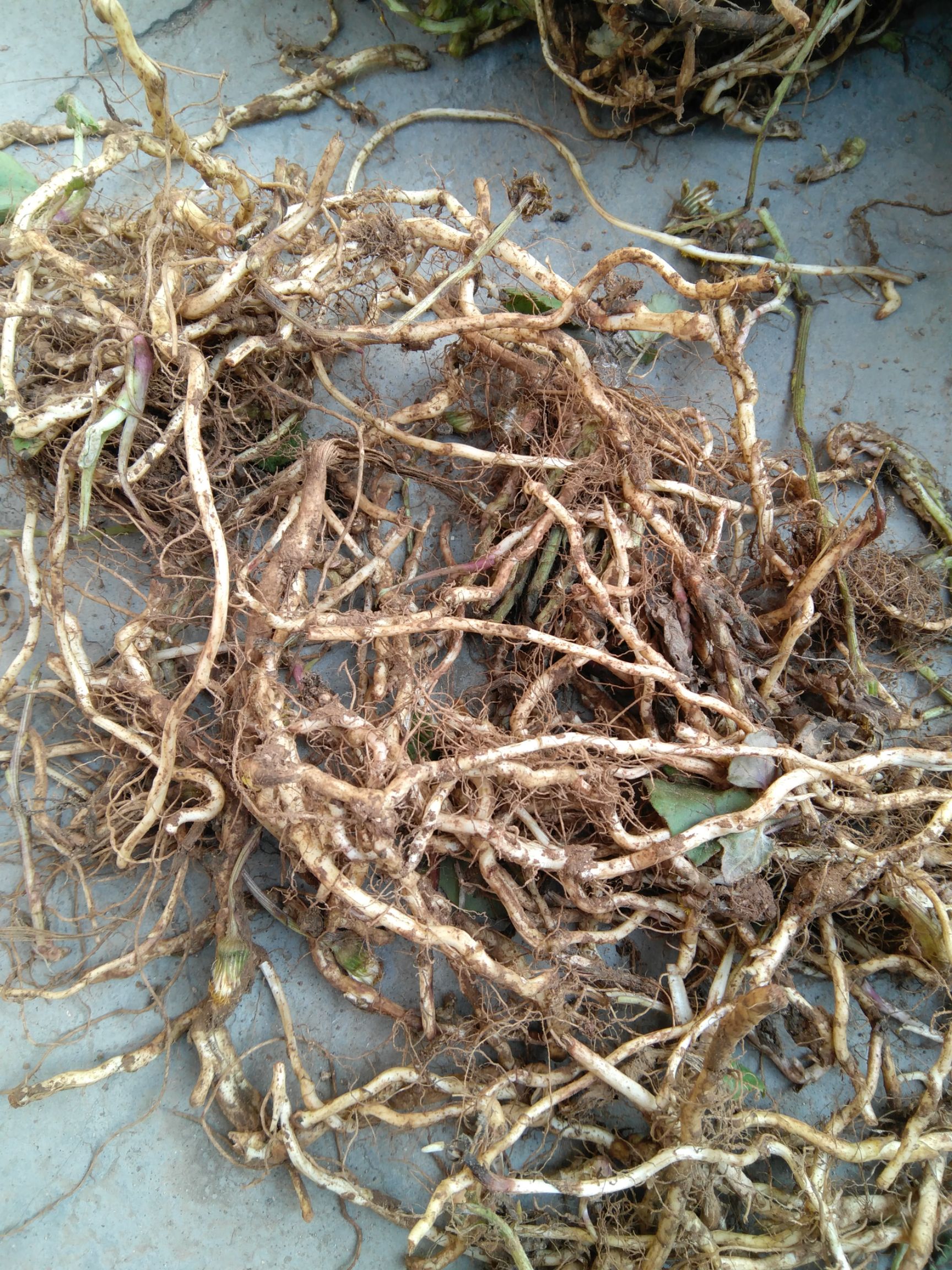款冬花种根种苗哪里有卖？河南种植基地直销价格