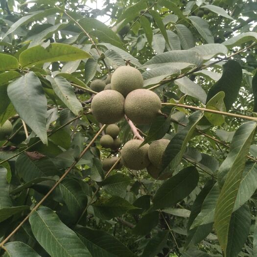 漾濞县泡核桃  漾濞薄壳麻子核桃（山白皮）