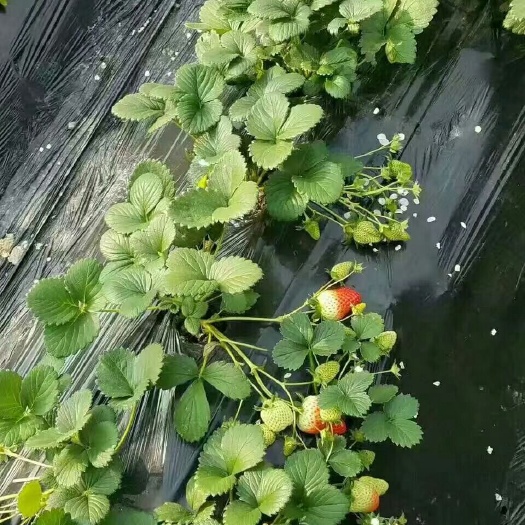  红颜章姬草莓苗 圣诞红草莓苗秋香草莓苗四季草莓苗基地批发