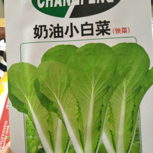 社旗县小白菜种子 杂交种