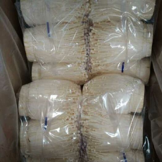 盐城白金针菇 未开伞 1.5cm以下 13cm~15cm 一级 鲜金针菇