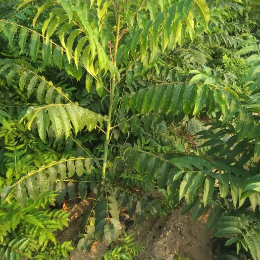 泰安泰山香椿苗 2公分以下 