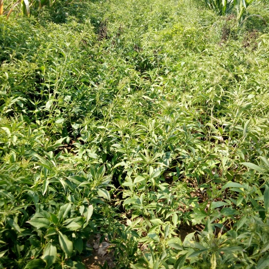 虞城县白术