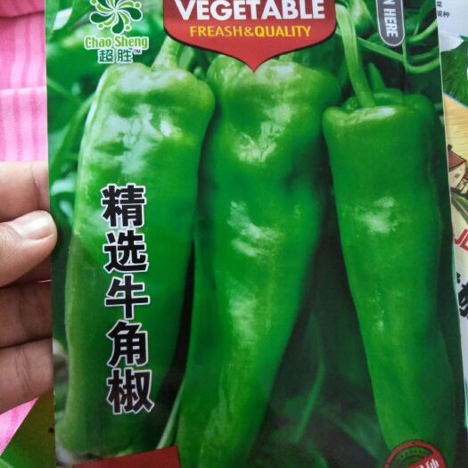 社旗县牛角椒种子 95%以上 杂交种