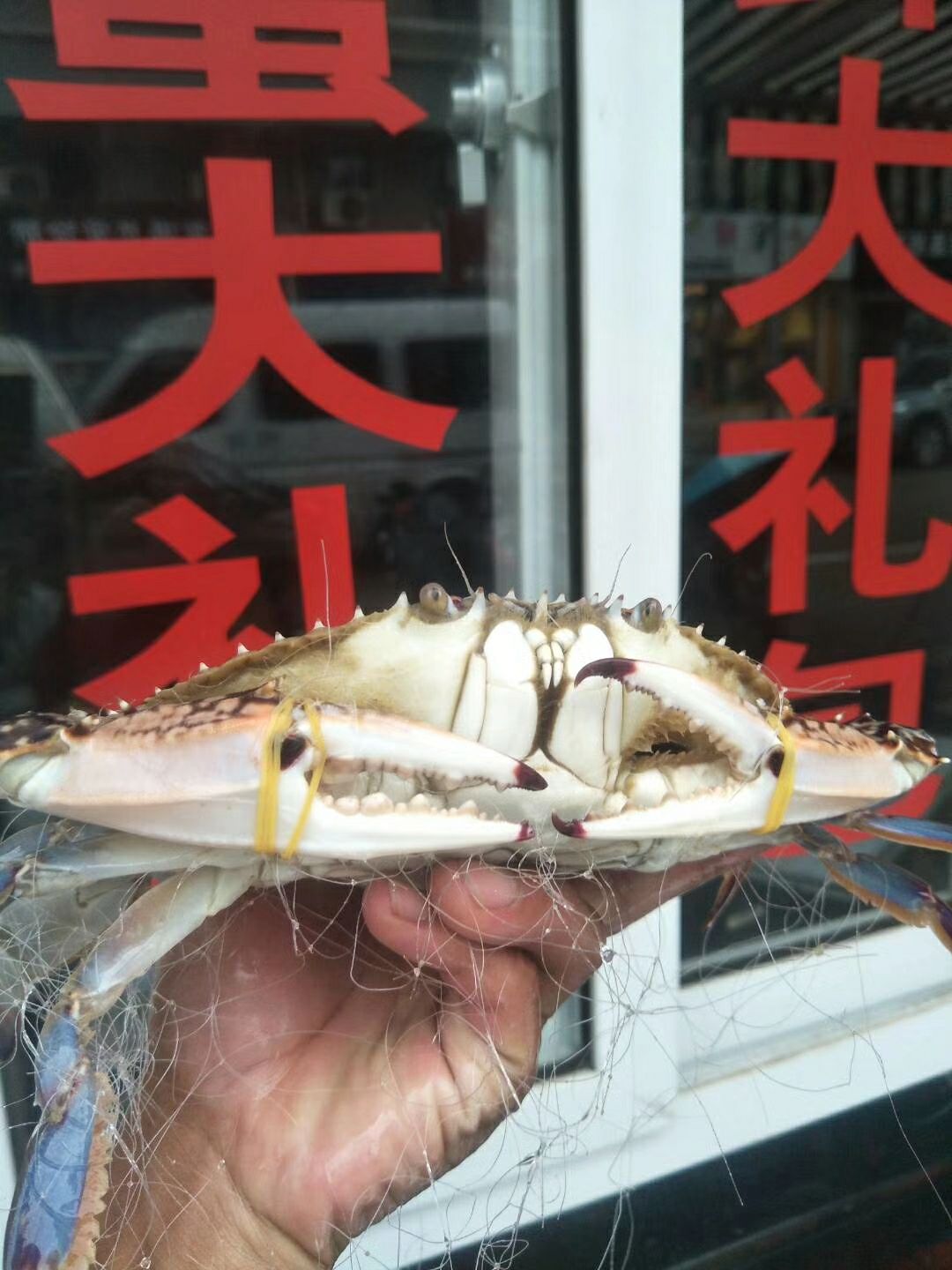 梭子蟹 4.0两以上 统货