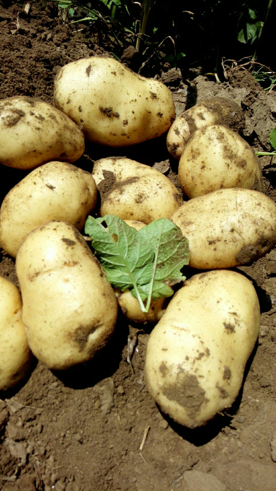 土豆种类 品种图片
