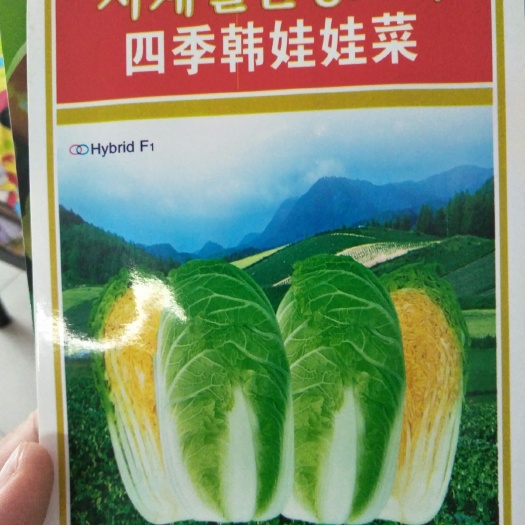 社旗县娃娃菜种子