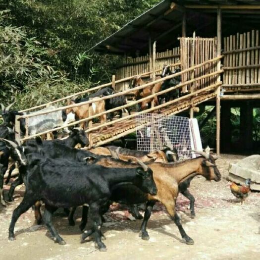 龙南市黑山羊 30-50斤