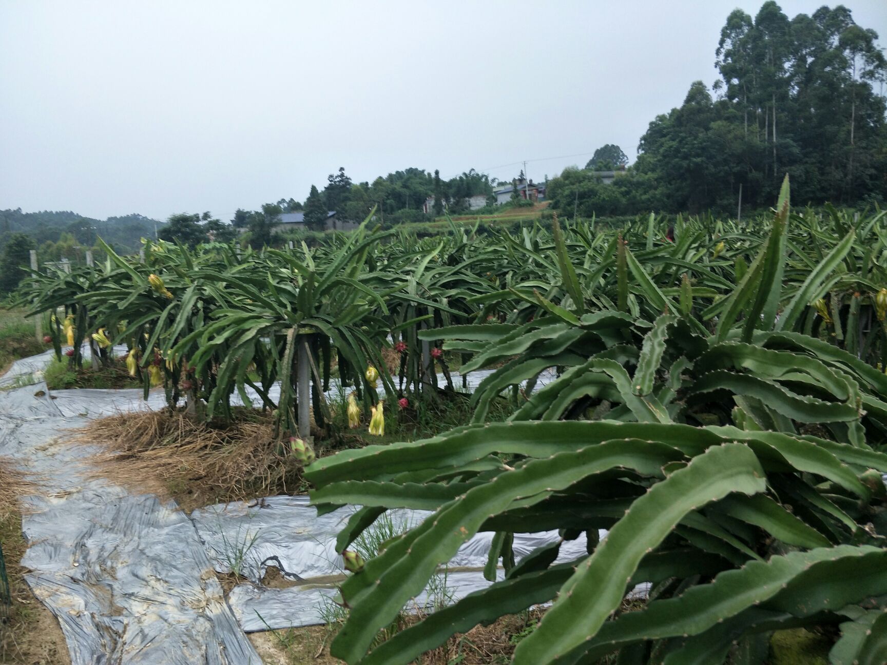 四川台湾大红火龙果苗
