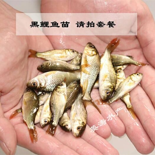 广州鲤鱼苗