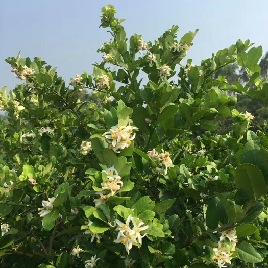 阳春市广东香水柠檬 2 - 2.6两