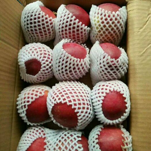 盐源县红将军苹果 光果 全红 70mm以上