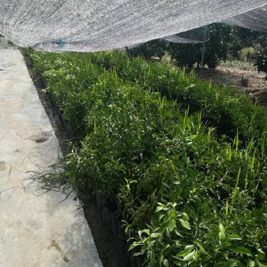 象山县大雅柑苗 杯苗袋苗 0.5~1米