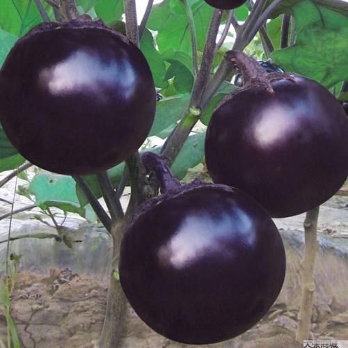 紫光圆茄 混装通货 圆茄 