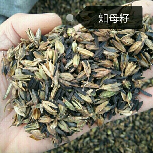 亳州知母种子  纯新种子发芽率%90免费技术指导