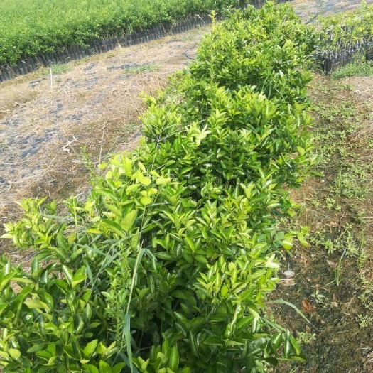 象山县默科特柑苗 杯苗袋苗 1~1.5米