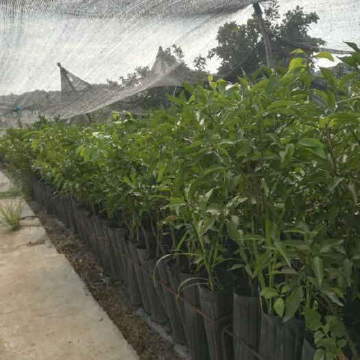 象山县沃柑苗 杯苗袋苗 0.5~1米