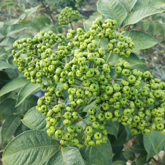 柳州吴茱萸