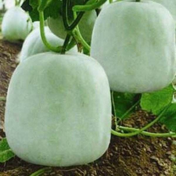 白皮冬瓜 2~6斤 吊冬瓜