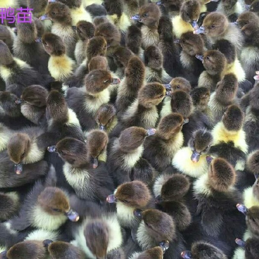 广汉市黑番鸭苗   鸭苗   火鸭苗出壳苗   成活率高  可按需分拣