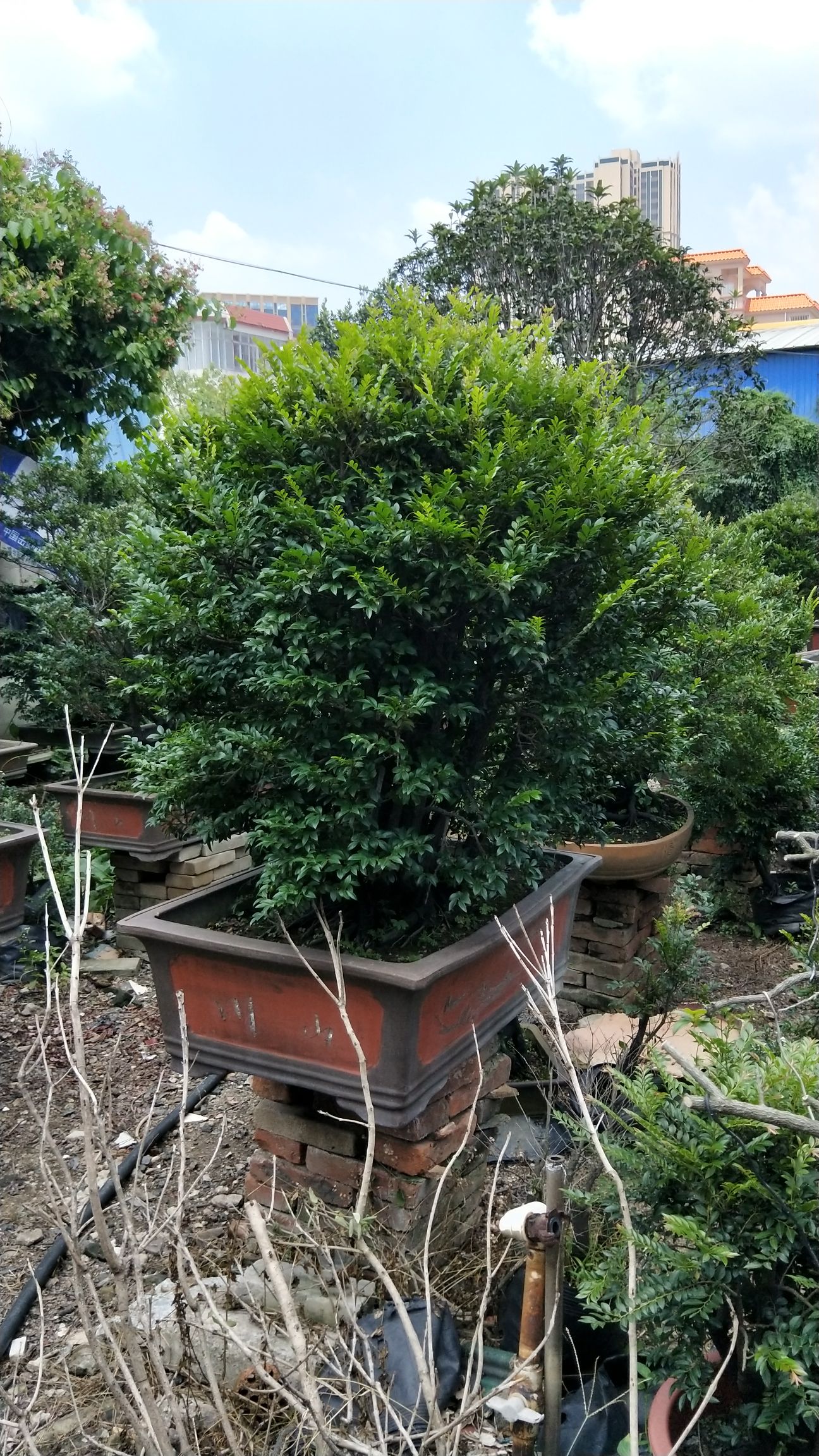 古沉木造型 常青树，易打理，耐修剪