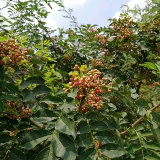 泰安大红袍花椒苗