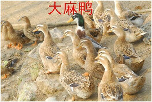 南宁麻鸭苗