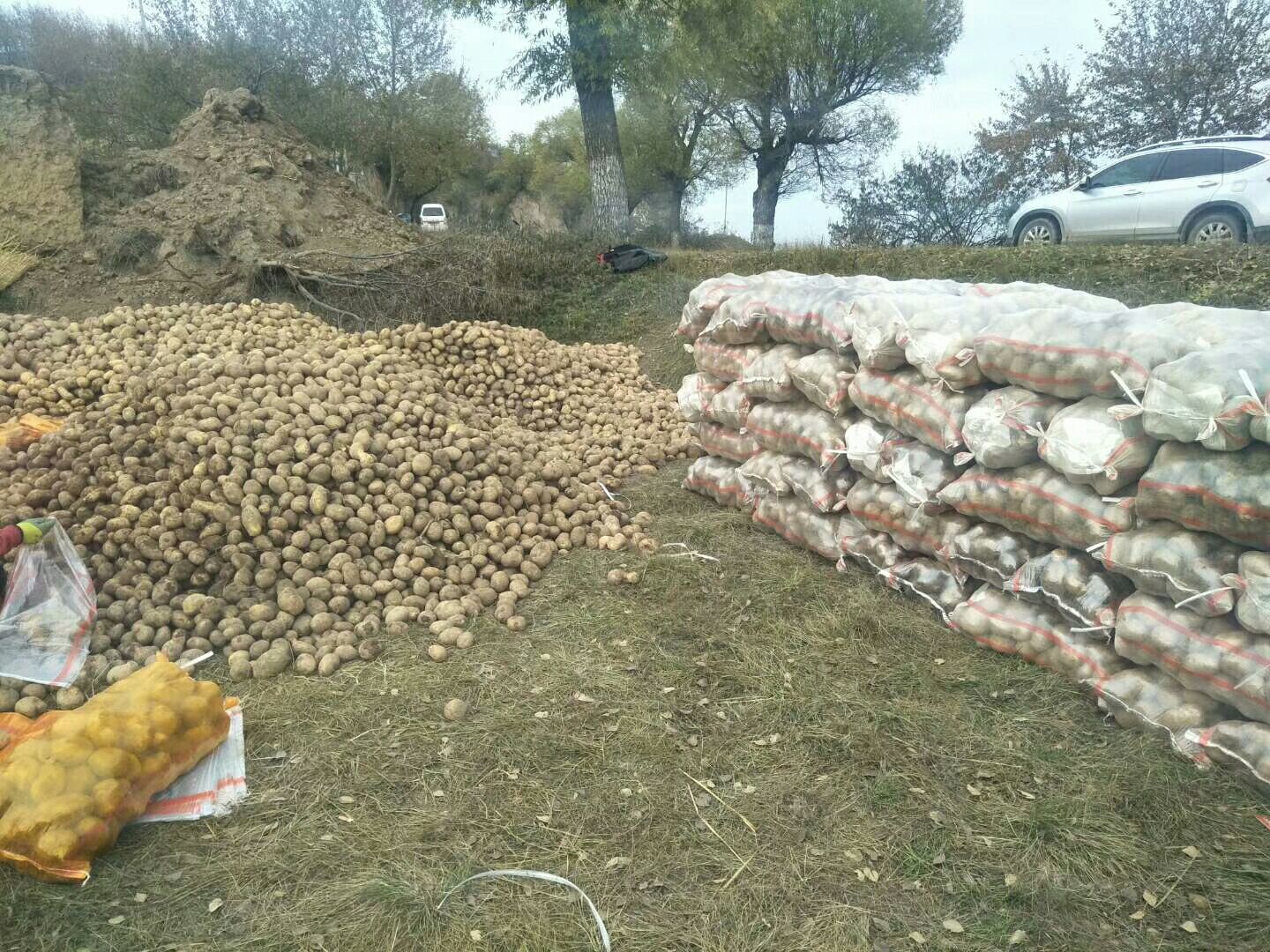 陇薯7号 陇7大量预订