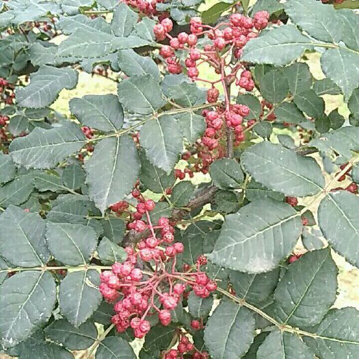 西和县大红袍花椒  特级 干花椒