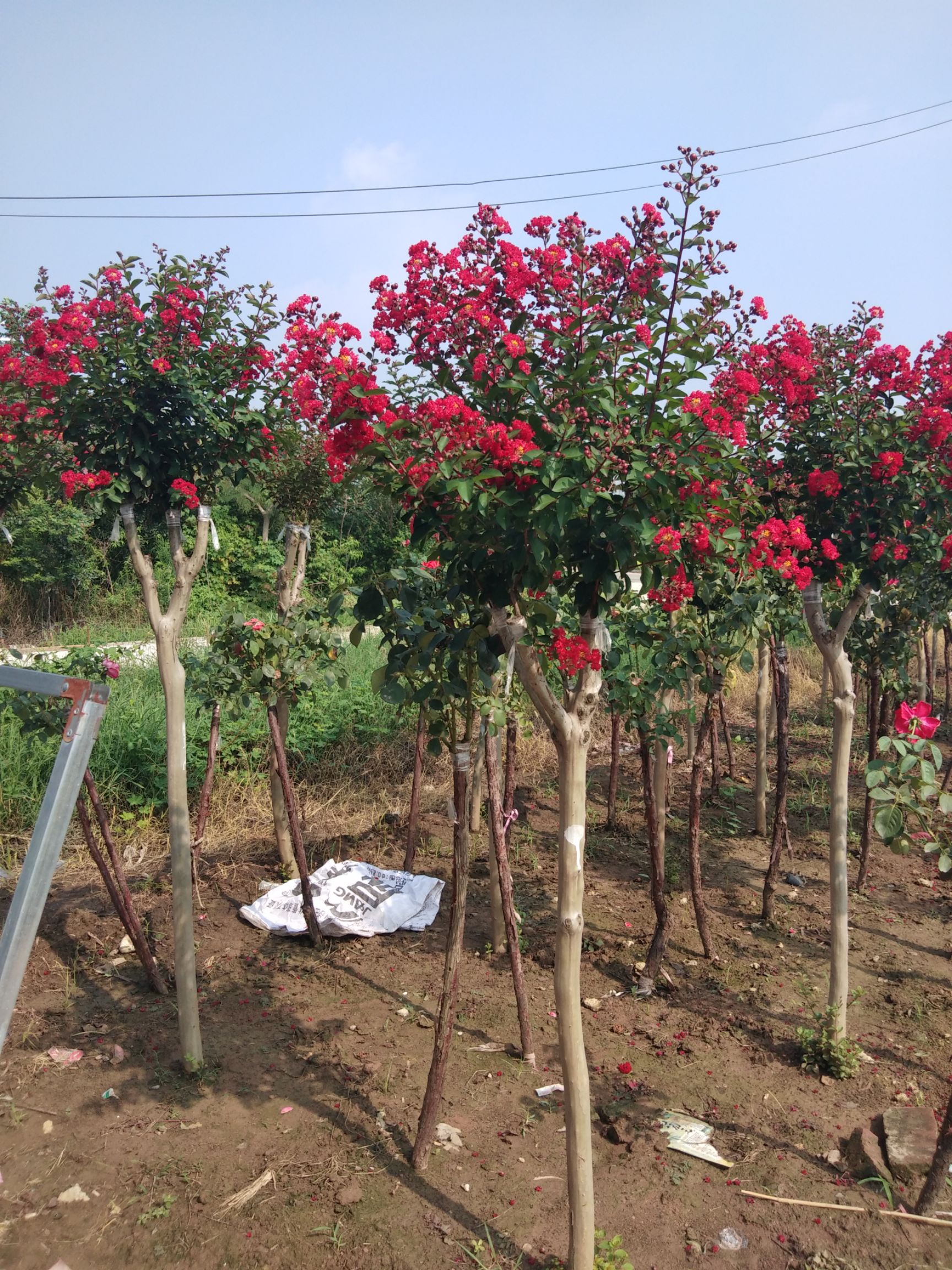 紫薇树  紫薇苗红火箭紫薇花树苗百日红红火球红花紫薇苗绿化苗