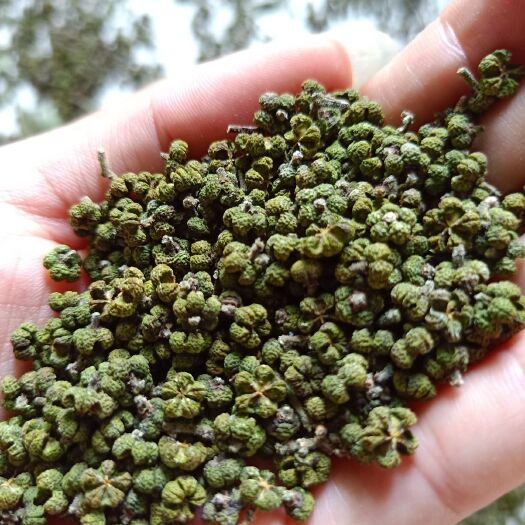 河池吴茱萸