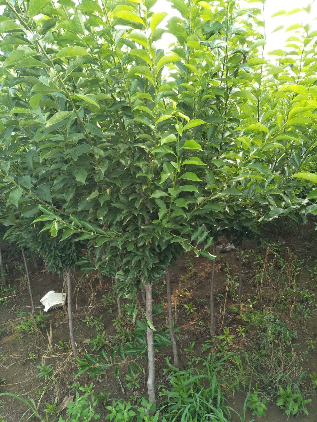 女神李子树苗 
