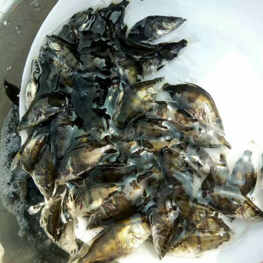广州桂鱼苗  鳜鱼鱼苗桂花鱼苗淡水 苗桂 鳜花 季花 翘嘴活体