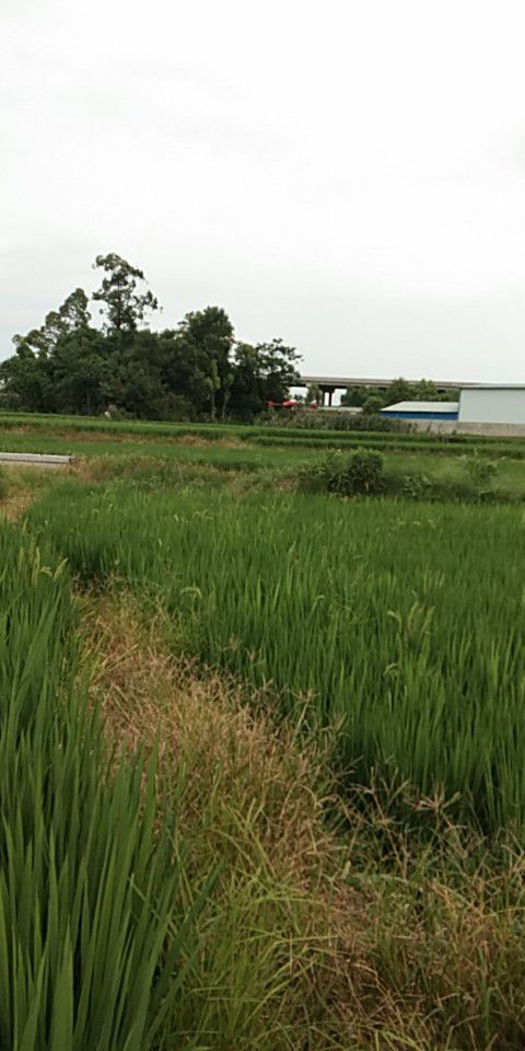 谷子水稻